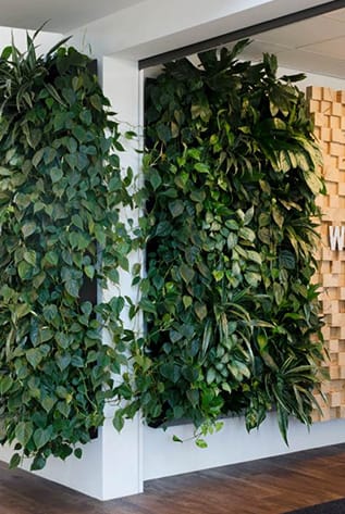 Lush green walls enhance indoor spaces. Vertical gardens with vibrant foliage create a natural, calming atmosphere.