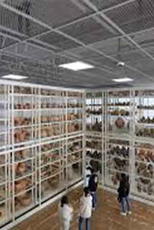 White shelving units displaying artifacts, Museum Storage Solutions for optimal preservation.