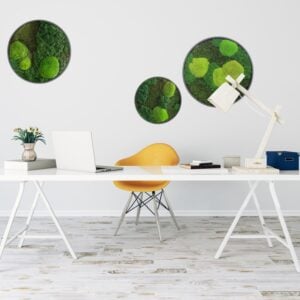 Preserved Moss Circles